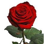 Розы поштучно