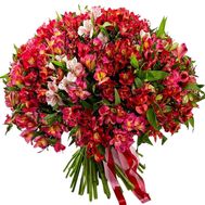 101 альстромерія