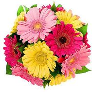 13 різнокольорових гербер