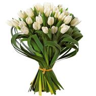29 білих тюльпанів