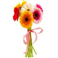 7 різнокольорових гербер