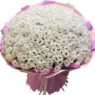 101 біла хризантема