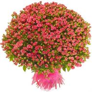 151 кущова троянда