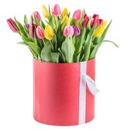 21 різнокольоровий тюльпан