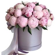 33 півонії в коробці