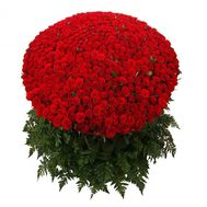 501 червона троянда 70 см