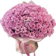 Букет із 51 рожевої хризантеми