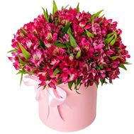 55 альстромерій в коробці