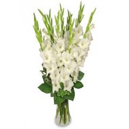 Букет із 15 білих гладіолусів