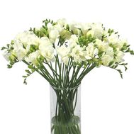 Букет із 35 фрезій