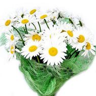 Букет садових ромашок