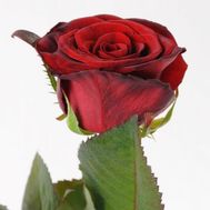 Червоні троянди поштучно