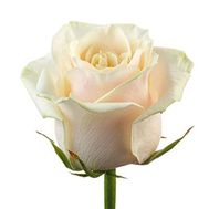 Кремові троянди поштучно