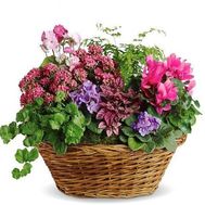 Квітковий рай