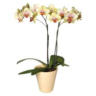 Орхідея Фаленопсис жовта