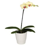 Орхідея Фаленопсис в горщику