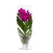 Рожева орхідея Ванда в вазі