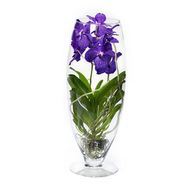 Синя орхідея Ванда в колбі