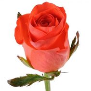 Помаранчеві троянди поштучно