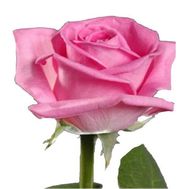 Рожеві троянди поштучно