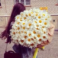 Букет із 101 великої ромашки