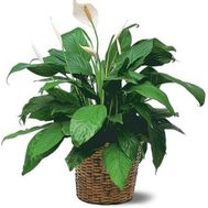 Жіноче щастя