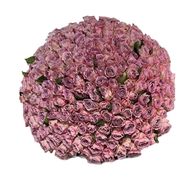 151 пудрова троянда