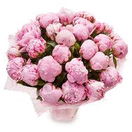 29 рожевих імпортних півоній