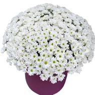 51 хризантема в коробці