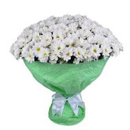 51 ромашкова хризантема