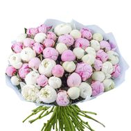 55 білих та рожевих півоній