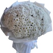 99 білих хризантем