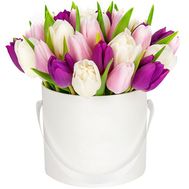 Букет з 25 тюльпанів в коробці