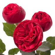 Кущова півонієподібна троянда Piano Freiland поштучно