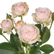 Кущові троянди Bombastic поштучно