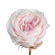 Троянда півонієподібна Tsumugi поштучно