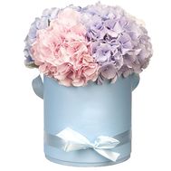Гортензії у коробці