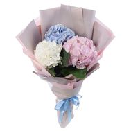 Різнобарвні гортензії