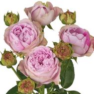 Півонієподібна троянда Blossom Bubbles поштучно