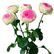 Півонієподібна троянда Gelato поштучно