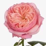 Півонієподібна троянда Harper поштучно