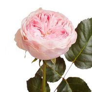 Півонієподібна троянда Mayfield поштучно