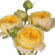 Півонієподібна троянда Pioni Bubbles поштучно