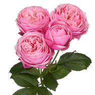 Півонієподібна троянда Silva Pink поштучно