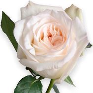 Півонієподібна троянда White Ohara поштучно
