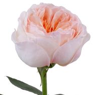 Півонієподібна троянда Джульєта поштучно