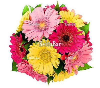 13 різнокольорових гербер