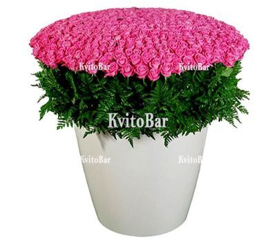 501 рожева троянда 60 см