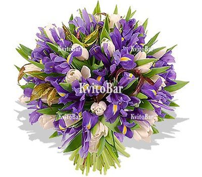 51 тюльпан і ірис