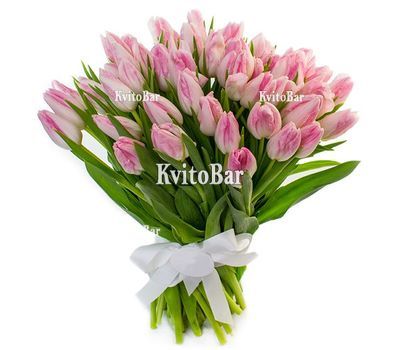 65 рожевих тюльпанів